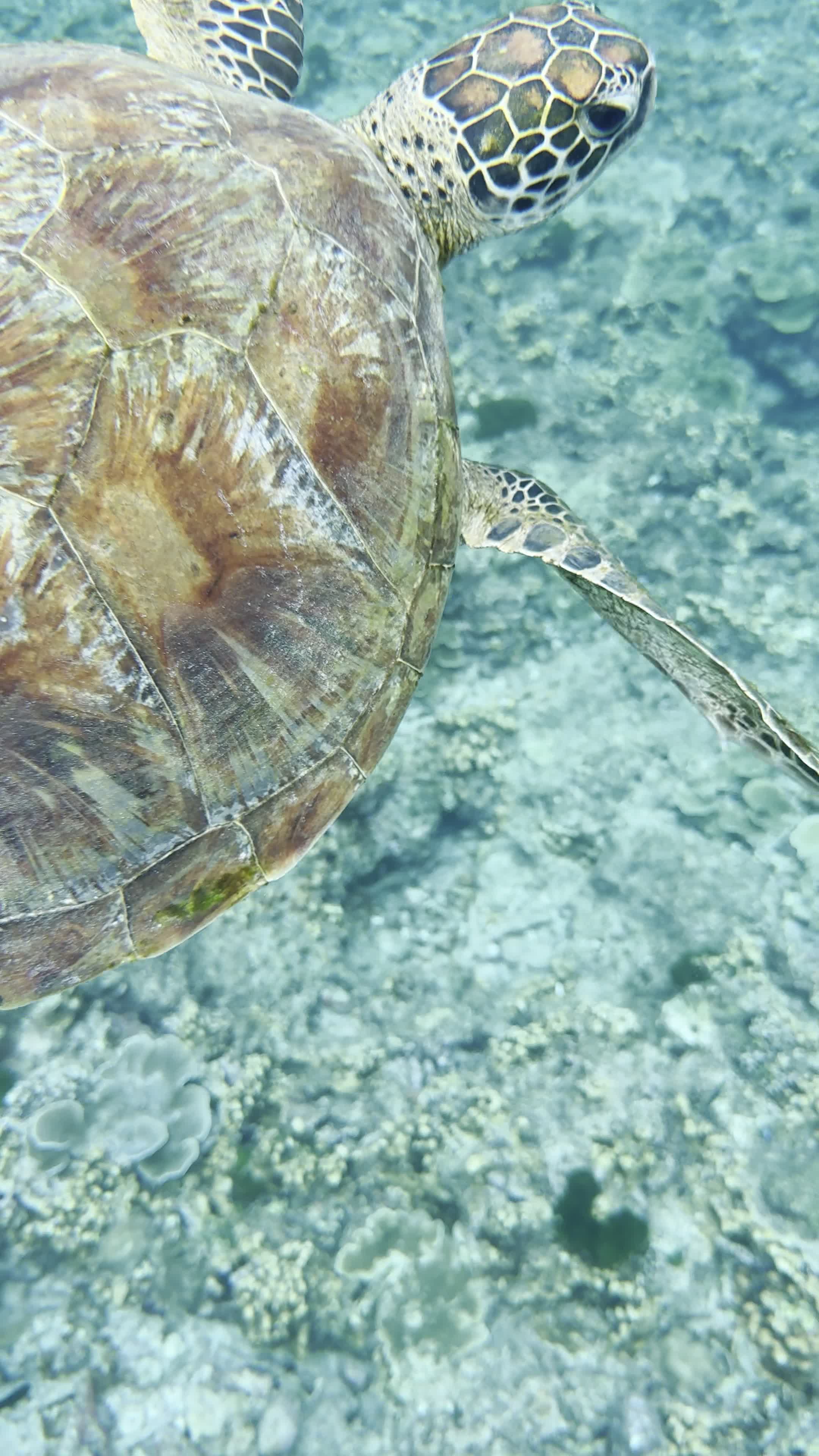 Симиланы 7 - экскурсия на Симиланские острова c ранним выездом