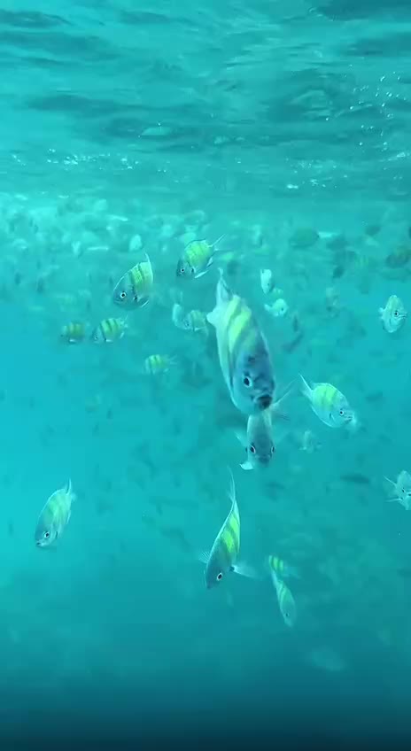 Острова Пхи-Пхи и Бамбу – стандартная морская экскурсия на спидботе